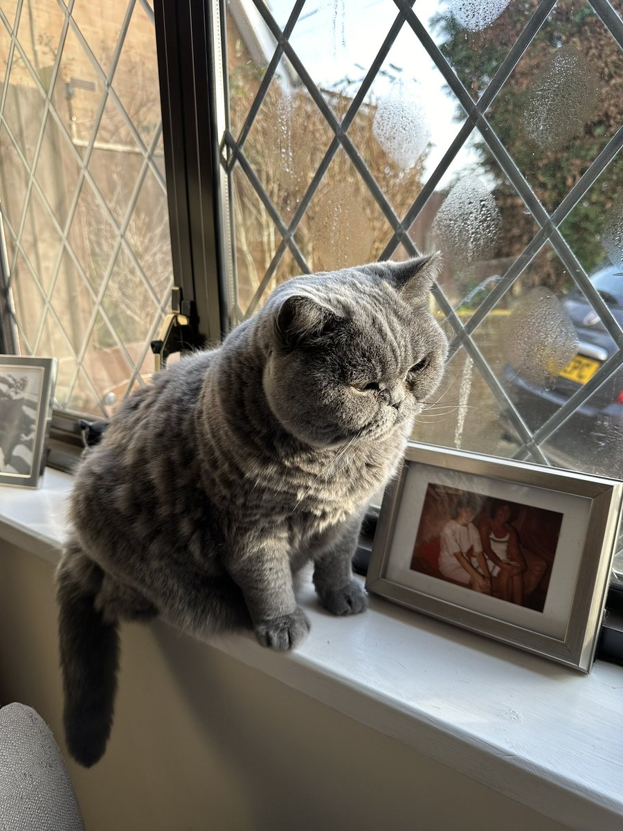 MabelCat2's tweet photo. Mabel on the windowsill #Caturday https://t.co/MyVD2CkU1h