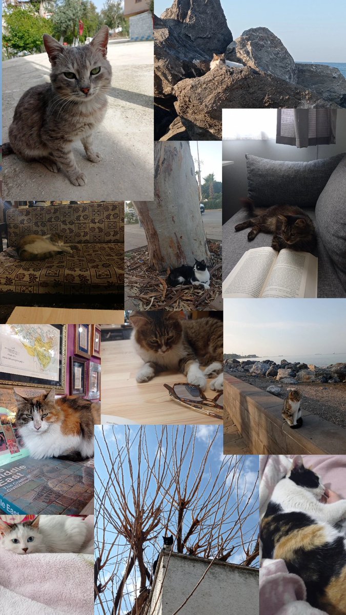 Galerimden kedi manzaraları 🐾🐾