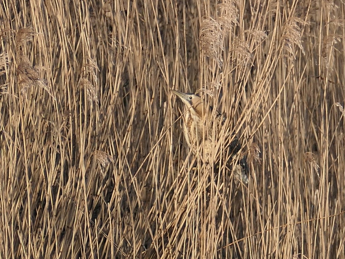I see you #roerdomp #Oosterpolder <a href="/vogelnieuws/">Vogelbescherming NL</a>