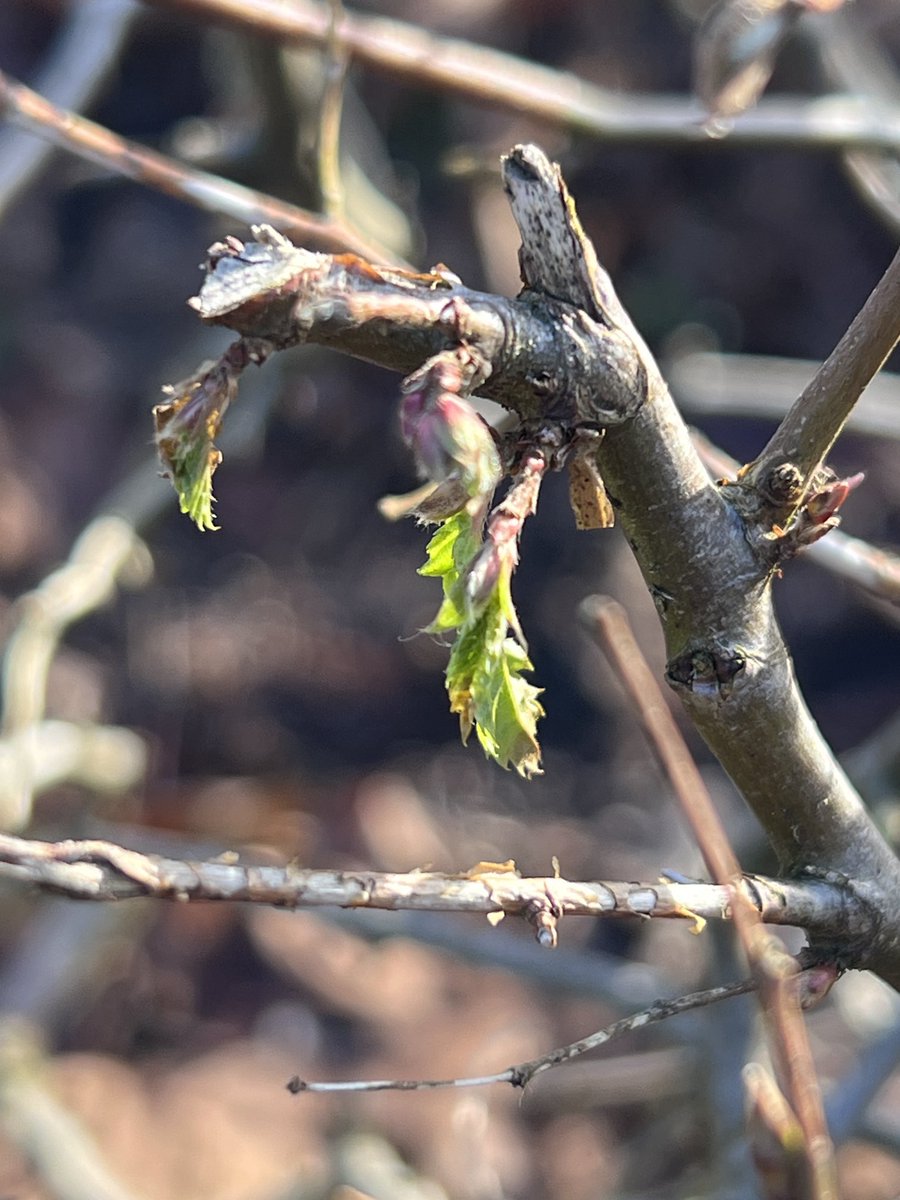 Eric Raad tweet media