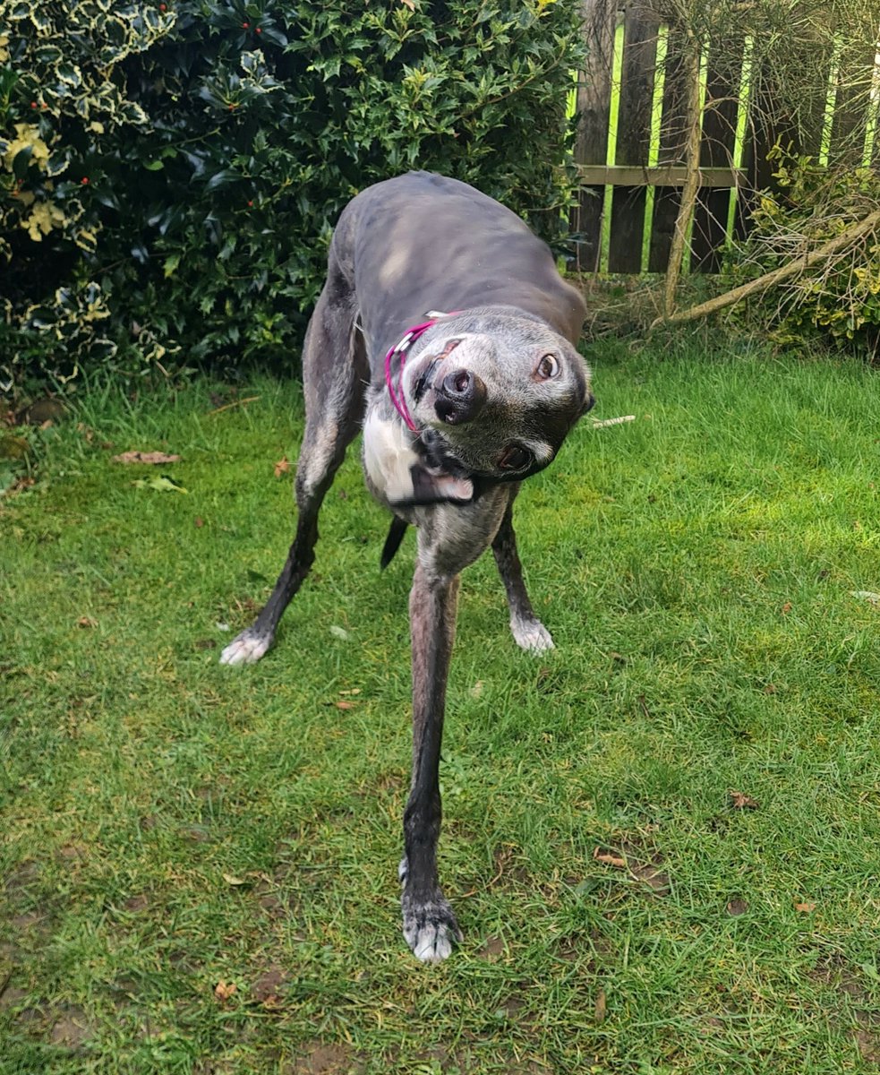 Uh-oh, Rio has been trying to unscrew her head again.🫨😵‍💫😄
#GreyhoundsMakeGreatPets #GreyhoundsMakeGreytPets