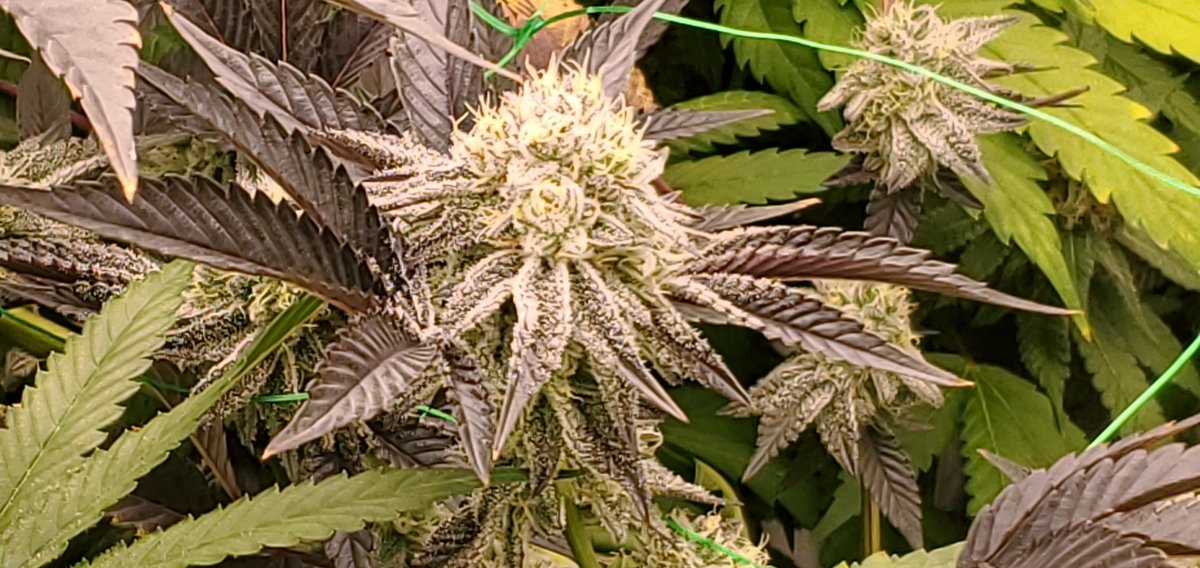 Hidden Harvest Cannabis Nursery tweet media