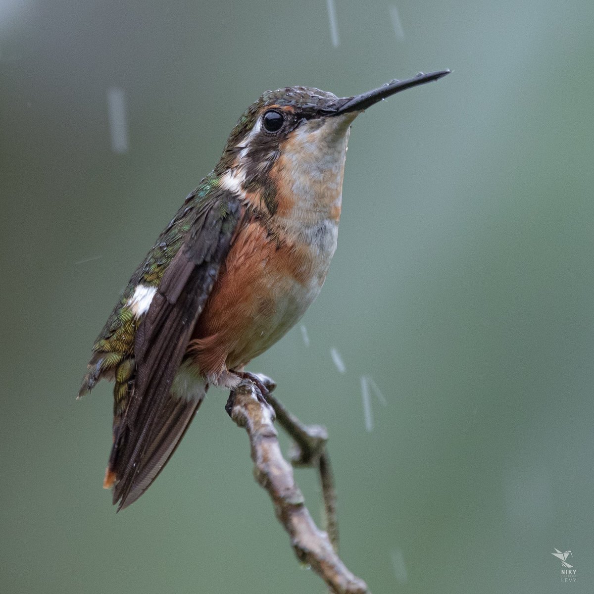 !Ven agüita que te necesito¡

#ElNiñoNoEsUnJuego 
#BirdsOfTwitter