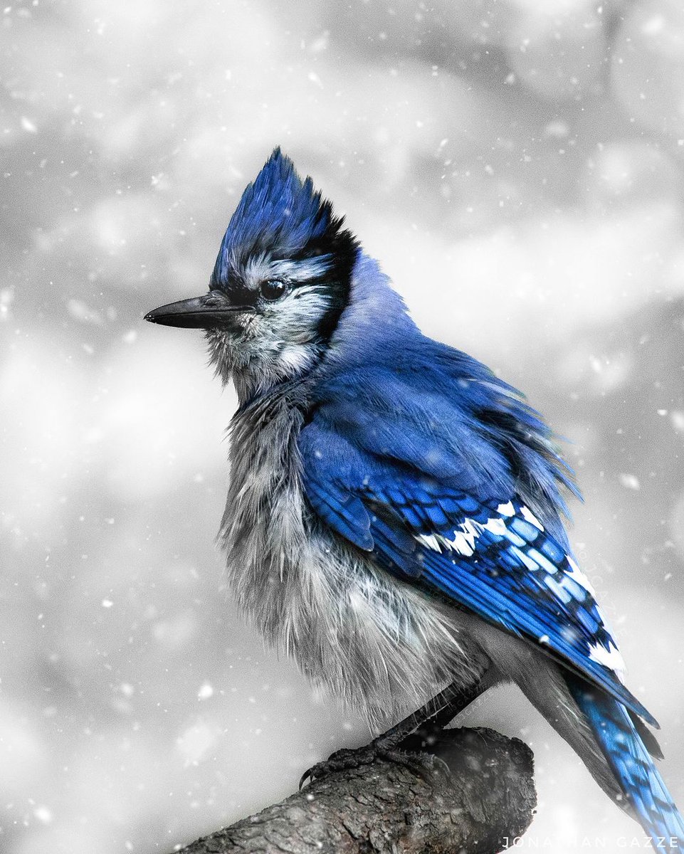 Did you know that the symbolic #BlueJay isn't really blue…In fact, we see them as blue due to the way light reflects off of the inside of their wings! Despite the optical illusion, these birds are beautiful and are part of the logo for our #Toronto @BlueJays! 💙 📷jgazze/IG