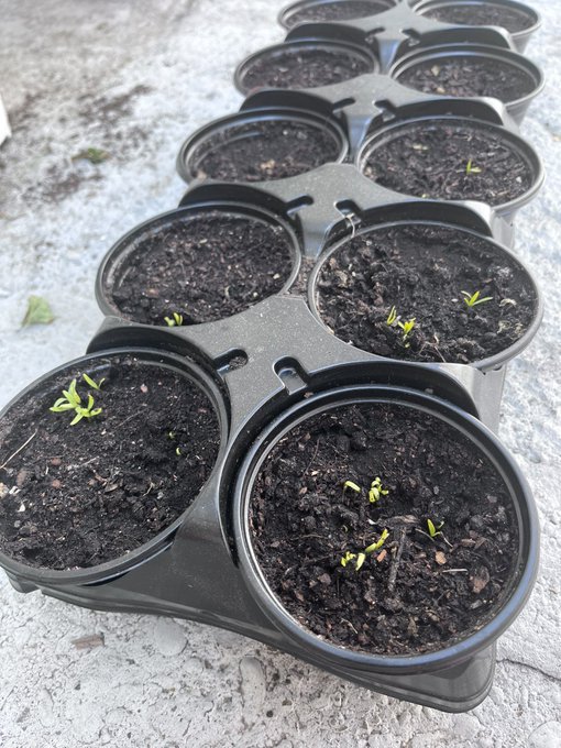 Un buen d&iacute;a porque ya no se quema Santurb&aacute;n y porque ya empez&oacute; a brotar mi huerta. Que tengan un hermoso<a href="/tag/desnuda"class="tags"><span>#desnuda</span></a>