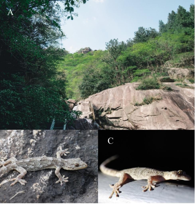 Chinese researchers have discovered a new species of #gecko, which they have named Gekko kaiyai, at the Anhui-Henan border in the Dabie Mountains. The discovery of this species means that there are now 87 identified species in the genus Gekko - 22 of which can be found in China.