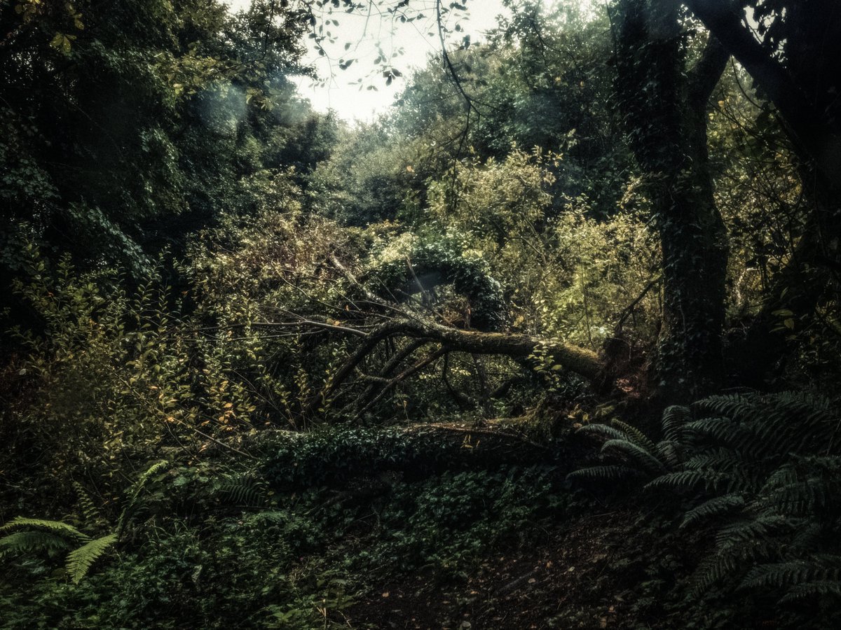 artofseanmurphy's tweet photo. Down A Brooding Path https://t.co/JuasmiYqwG