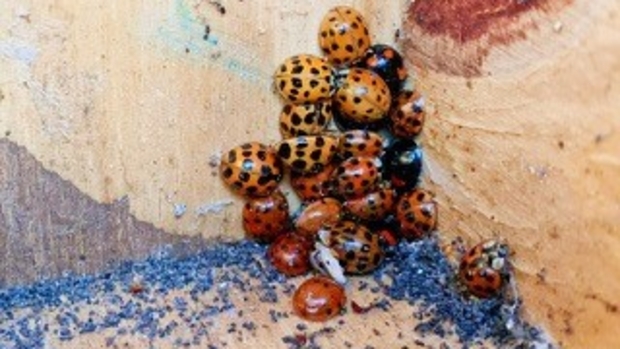 Natuur onder de loep -  streekbladzoetermeer.nl/l/150585