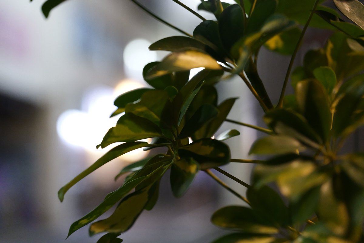 LUMIX_Japan's tweet photo. \無料配布中/
LUT紹介「Deep Green-L」
フォトスタイル「風景」をベースに作成した、風景をベースに、黄色みが強い緑色を、青みがかった深い緑に変更するLUTです。派手さはありませんが、落ち着いた緑色をお楽しみいただけます。
登山や花など、緑が多いシーンでご活用ください!
#LUMIXColorLab https://t.co/79ubBeG9tQ
