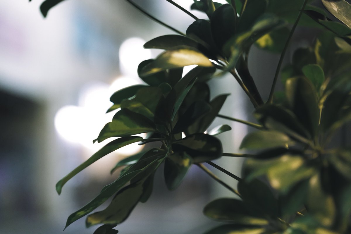 LUMIX_Japan's tweet photo. \無料配布中/
LUT紹介「Deep Green-L」
フォトスタイル「風景」をベースに作成した、風景をベースに、黄色みが強い緑色を、青みがかった深い緑に変更するLUTです。派手さはありませんが、落ち着いた緑色をお楽しみいただけます。
登山や花など、緑が多いシーンでご活用ください!
#LUMIXColorLab https://t.co/79ubBeG9tQ