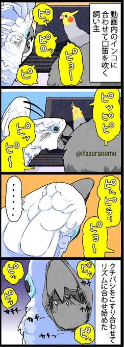 ピィピィ鳴かない我が家のオウム 