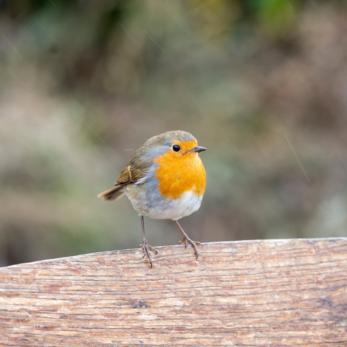 The_RHS's tweet photo. Welcome nesting birds into your garden this winter by planting berry-rich shrubs such as hawthorn (Crataegus monogyna) and elder (Sambucus nigra).

Discover more tips from @Natures_Voice expert Adrian Thomas to help our feathery friends all year round 🐦 
https://t.co/Diz8IzCIx1 https://t.co/SxSQBZgdtC