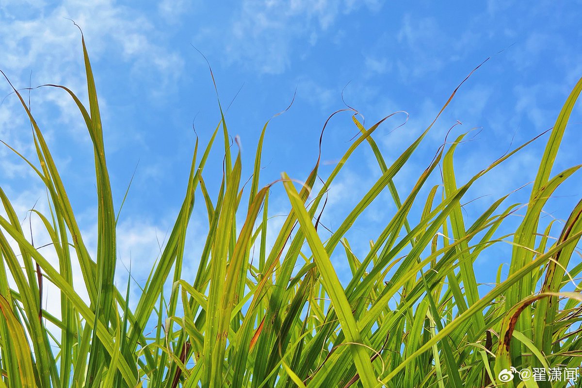 #翟潇闻's weibo update !! 🤍