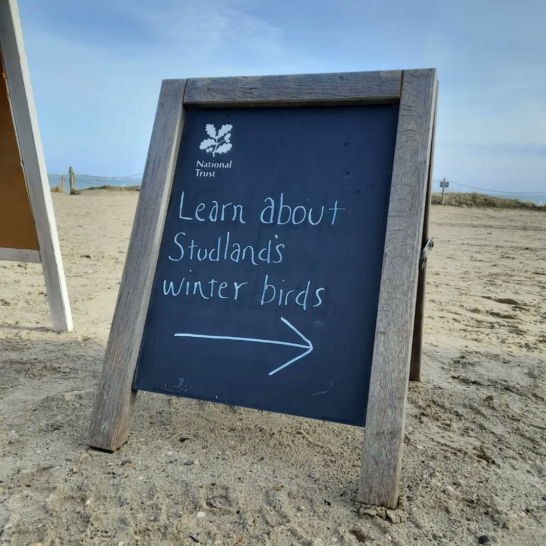 BirdsofBARI's tweet image. It's a sunny Studland kind of day 🌞😊 We'll be here until 3pm chatting about epic migrations and playing the Hungry Birds Buffet game 🪱🦀🦐 The Studland beach hut is full of loads of lovely bird photos and information so be sure to check it out!

#studland #migratorybirds