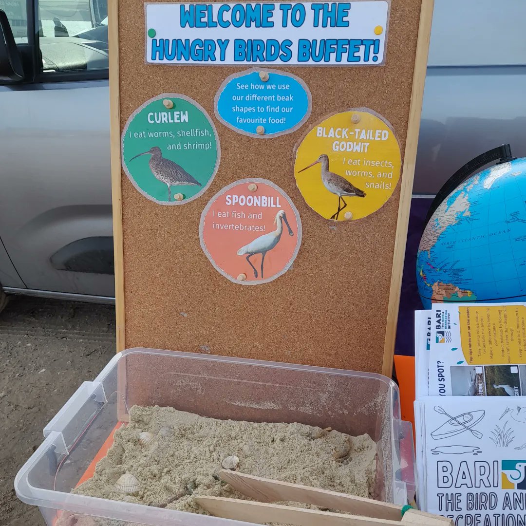 BirdsofBARI's tweet image. It's a sunny Studland kind of day 🌞😊 We'll be here until 3pm chatting about epic migrations and playing the Hungry Birds Buffet game 🪱🦀🦐 The Studland beach hut is full of loads of lovely bird photos and information so be sure to check it out!

#studland #migratorybirds