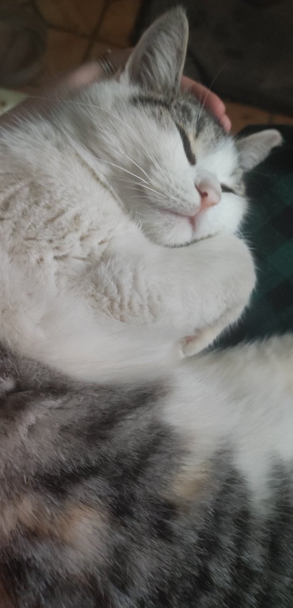 vechniynitik's tweet photo. @woo_kie_love Как насчёт грязной дворовой кошки которая полежала на мне и пришлось стирать всю одежду? https://t.co/la8aV0QP2o