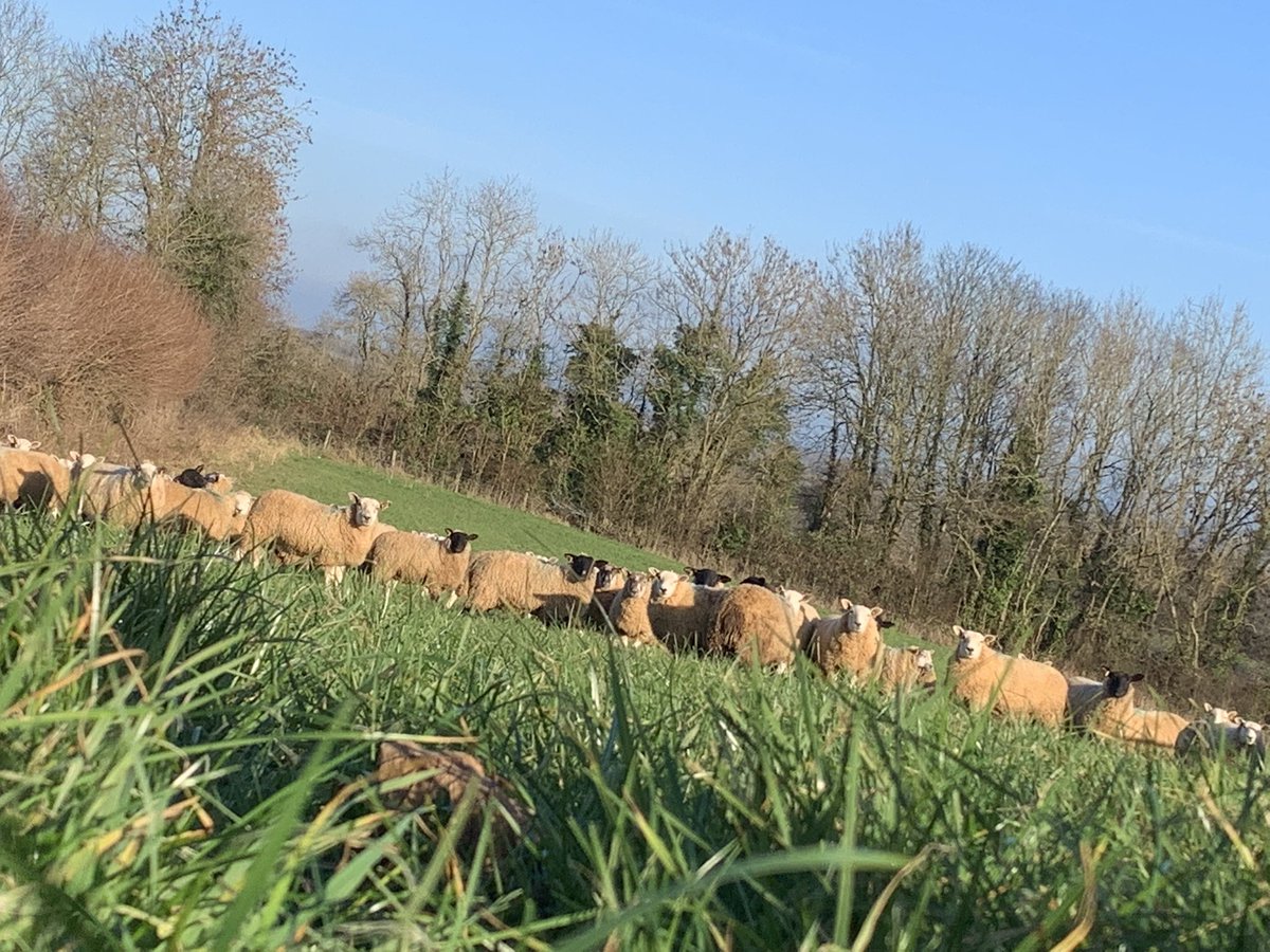 Abi Beynon-brown tweet media