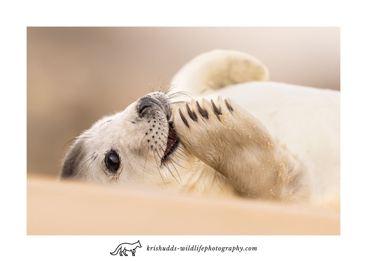 Young Seal pup. #GreySeal #seal #wildlife #wildlifephotography #BBCWildlifePOTD @CanonUKandIE @BBCEarth