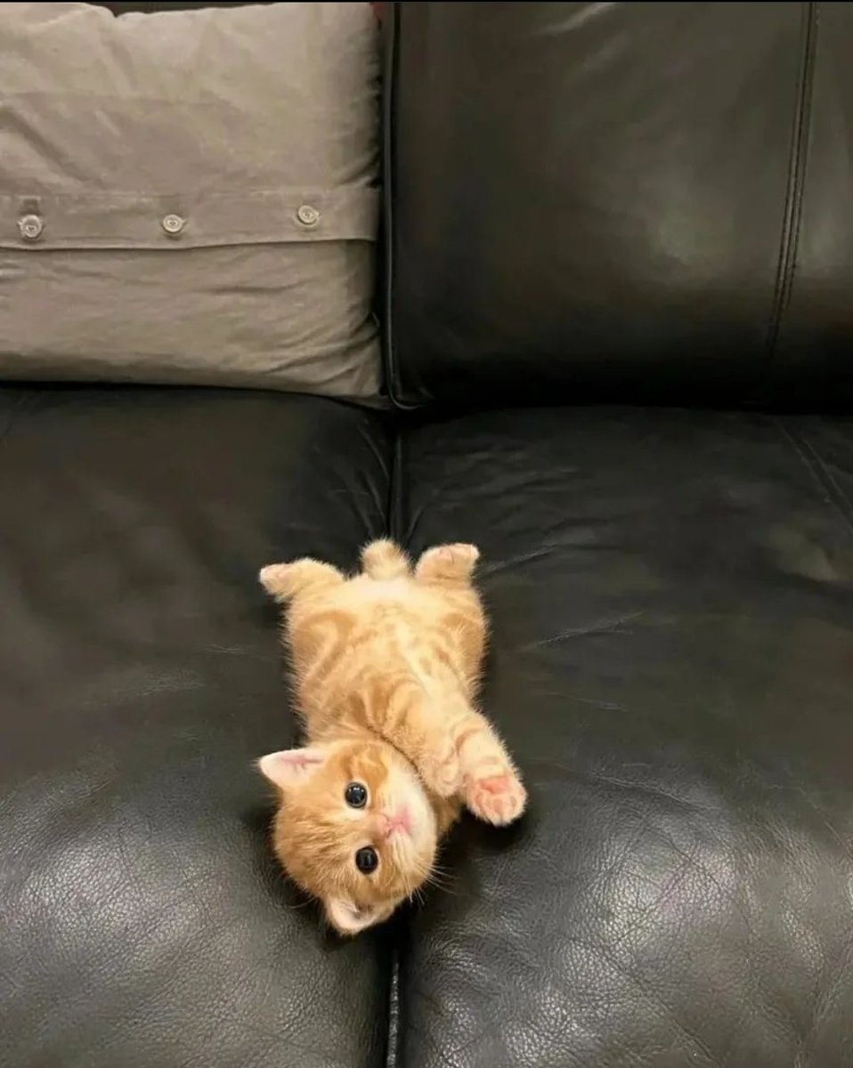 Catsillyness's tweet image. baby