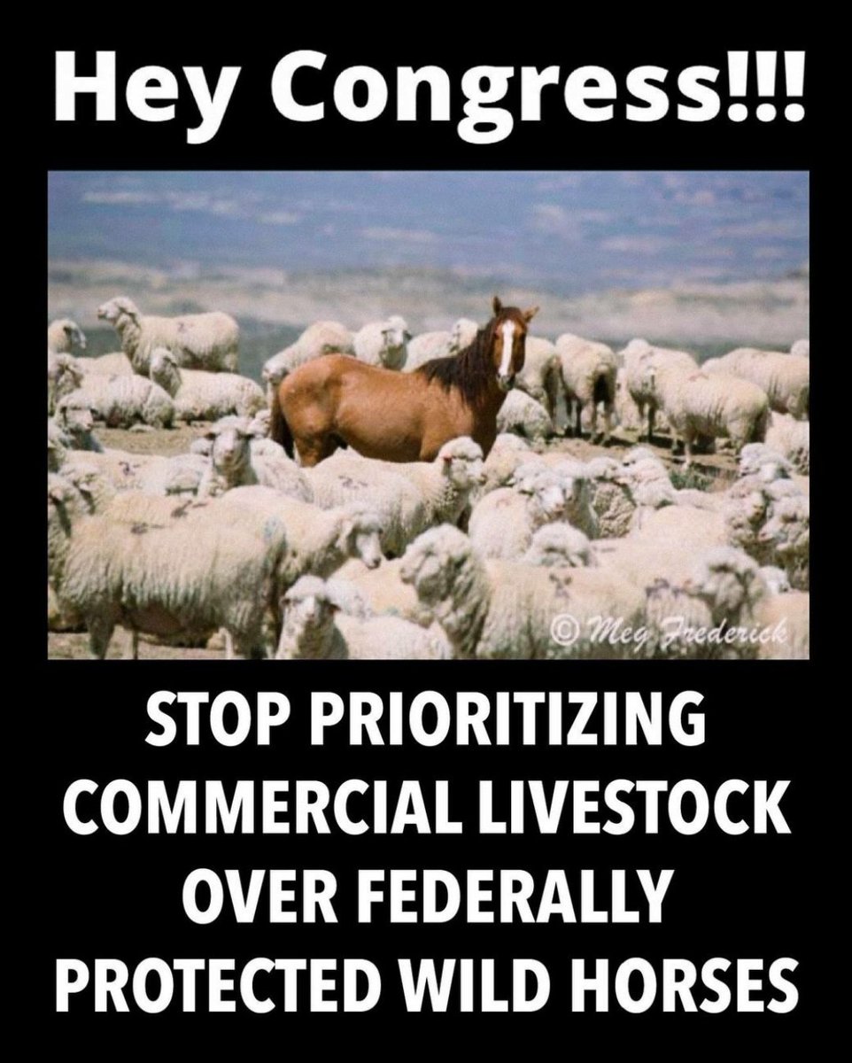 meliorist59's tweet photo. @Joni_Looking1 @paulinestdenis1 @WildHorseEdu #StopTheRoundups
#StopTheSlaughter
#SAFEActNOW
#BlueEarth
@POTUS
@SecDebHaaland
@CaptMarkKelly https://t.co/Jz9GWZLihO
