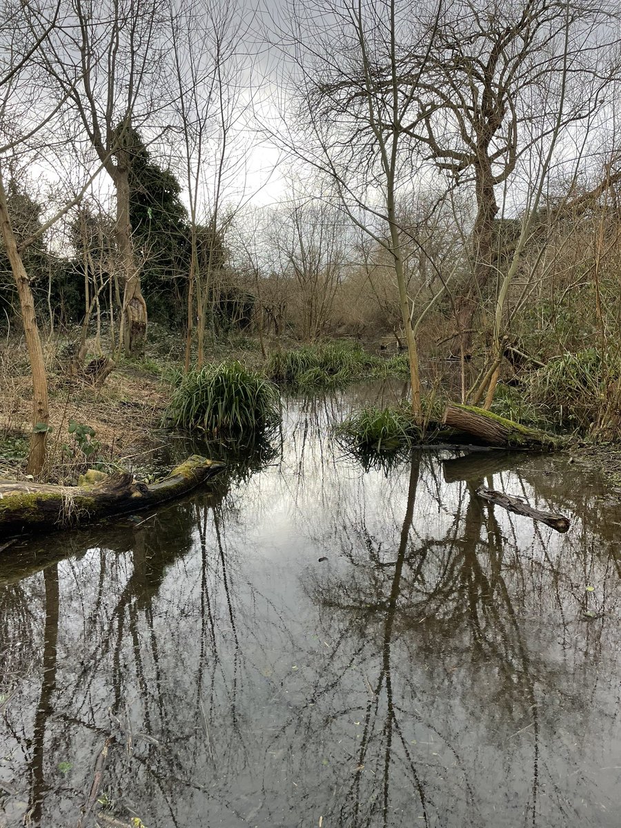 LukeHenman's tweet image. Good morning from the Arty in #Acklam. I popped down to help fellow Friends of the Arty clear the pathways. It always looks great I. Winter when the ghost of its beginnings as a medieval fish pond re-appears!
