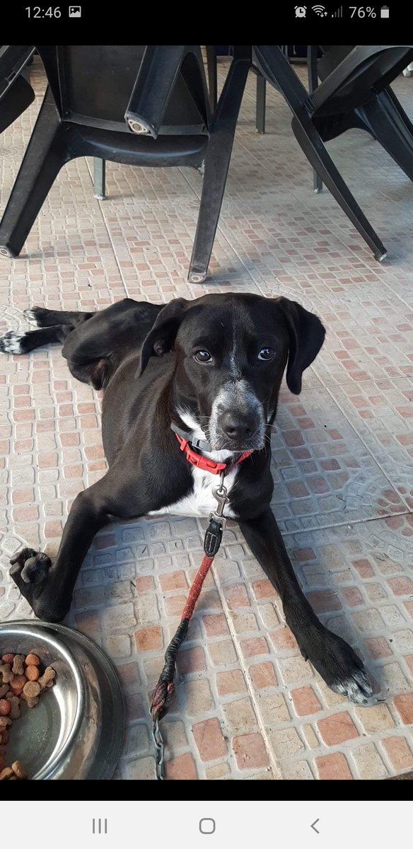 Kavick,1añito,10kilitos de amor..esa mirada tierna..busca hogar.Adopta:@LASAnimal escribe:adopcion.lasanimal@gmail.com Está en Sevilla y puede viajar🤩🤩