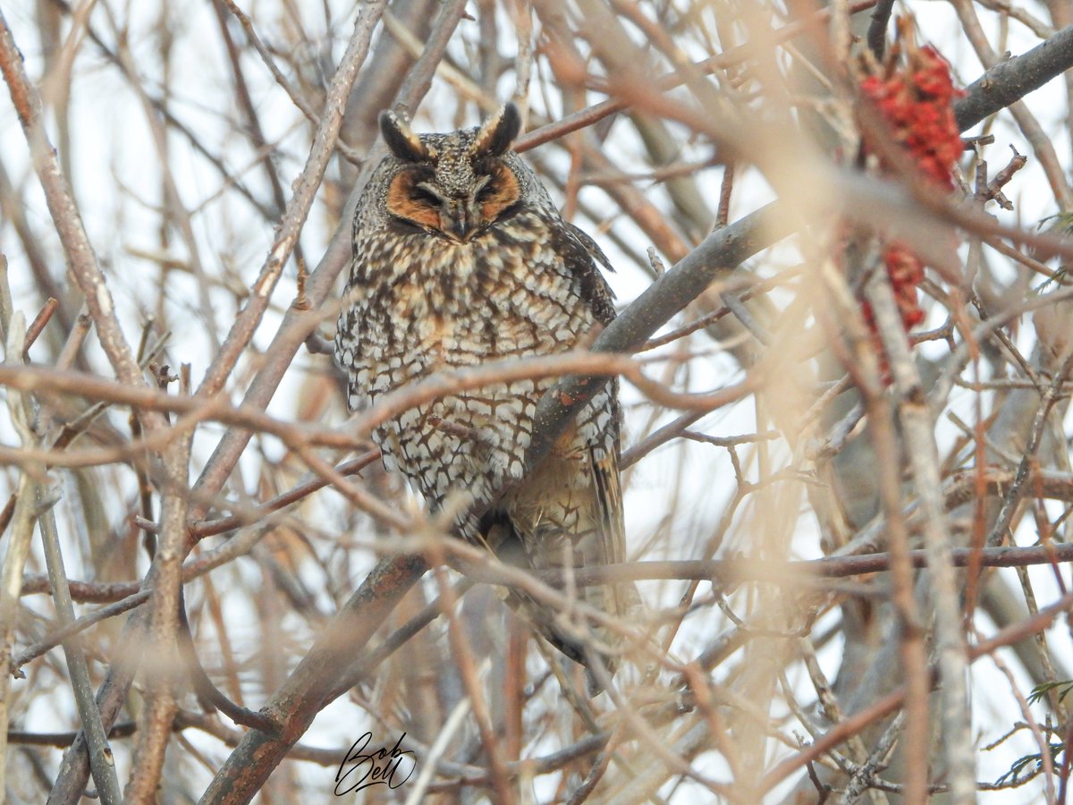A Long-eared Owl a little less camouflaged than the one I posted a few days ago #birds #birding #owls #longearedowl