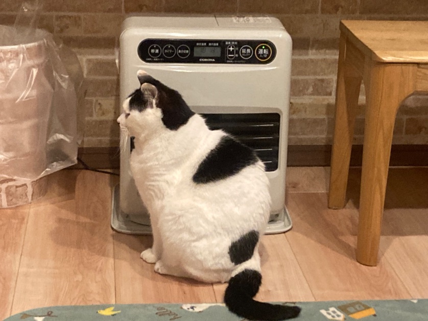roche0996's tweet photo. うちの豆大福はストーブが大好き‼️って近すぎだろ。。。(笑)
#猫 #ペット #シフォン #豆大福 https://t.co/DYx9T7R94O