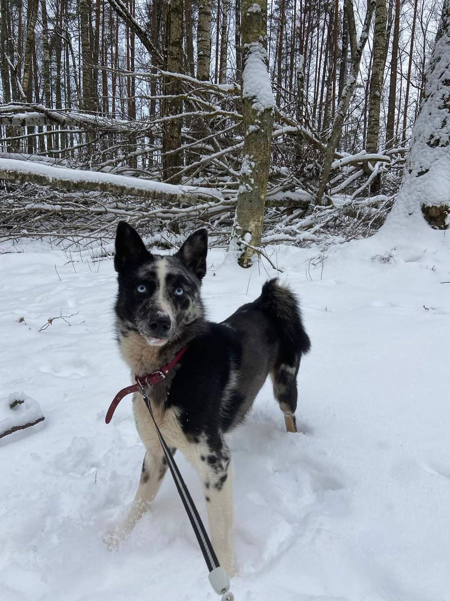 Ulubele's tweet photo. š¾PAMANI MANI! š¾ LÅ«dzu, dalies!š,ā¤ļøš Nepilnu gadu vecÄ Luna ir aktÄ«va, draiska un dzÄ«vespriecÄ«ga kucÄ«te, kura tika atrasta pieklÄ«dusi pie kÄdas mÄjas. SunÄ«te lÅ«kojos pÄc saimniekiem, kuri bÅ«s gatavi skolot Lunu, jo lÄ«dz Å”im tas nav darÄ«ts. šā¤ļø #sunsluna #ulubele #dzilvÄks https://t.co/WQEon526Du