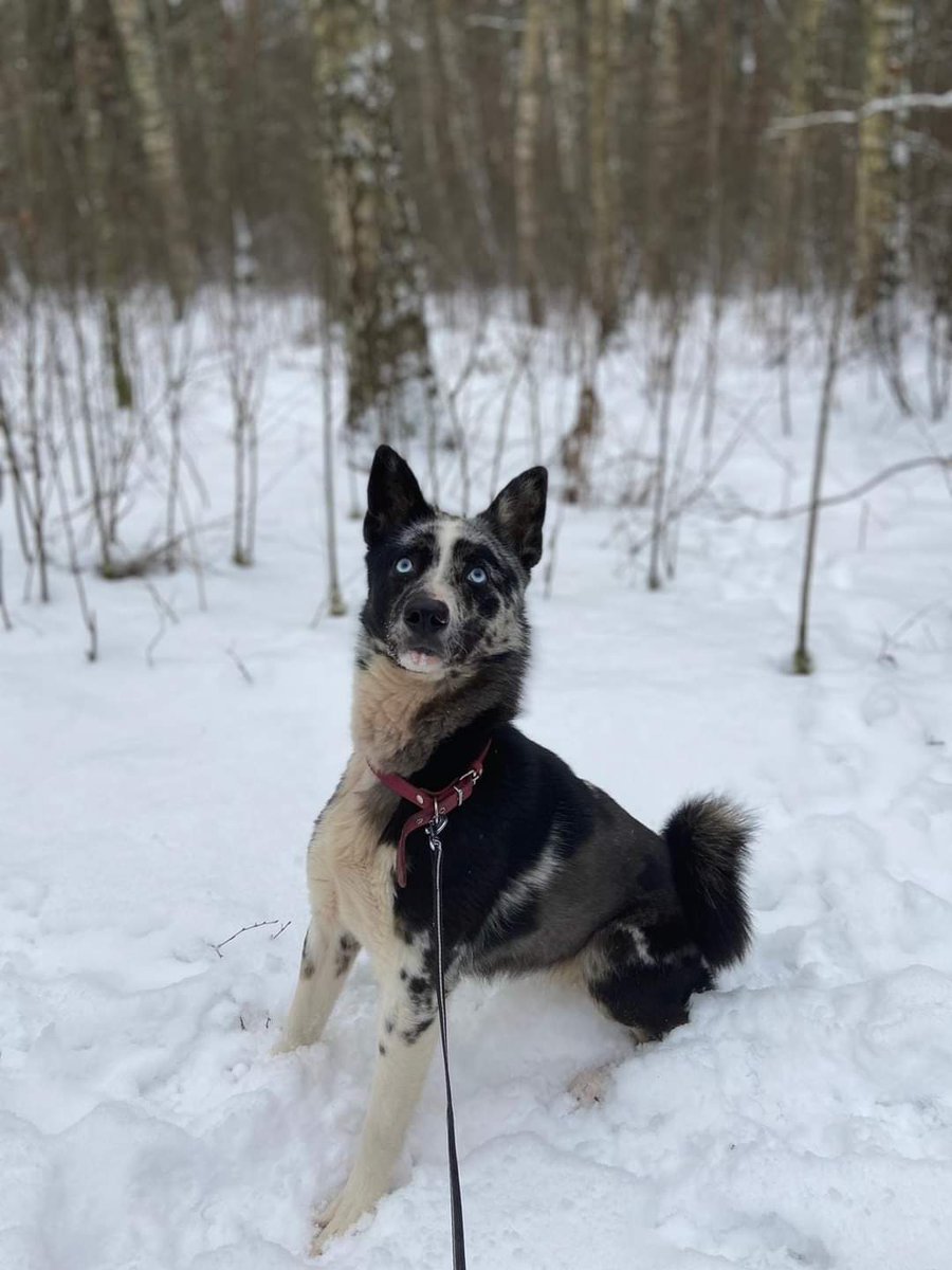 Ulubele's tweet photo. š¾PAMANI MANI! š¾ LÅ«dzu, dalies!š,ā¤ļøš Nepilnu gadu vecÄ Luna ir aktÄ«va, draiska un dzÄ«vespriecÄ«ga kucÄ«te, kura tika atrasta pieklÄ«dusi pie kÄdas mÄjas. SunÄ«te lÅ«kojos pÄc saimniekiem, kuri bÅ«s gatavi skolot Lunu, jo lÄ«dz Å”im tas nav darÄ«ts. šā¤ļø #sunsluna #ulubele #dzilvÄks https://t.co/WQEon526Du