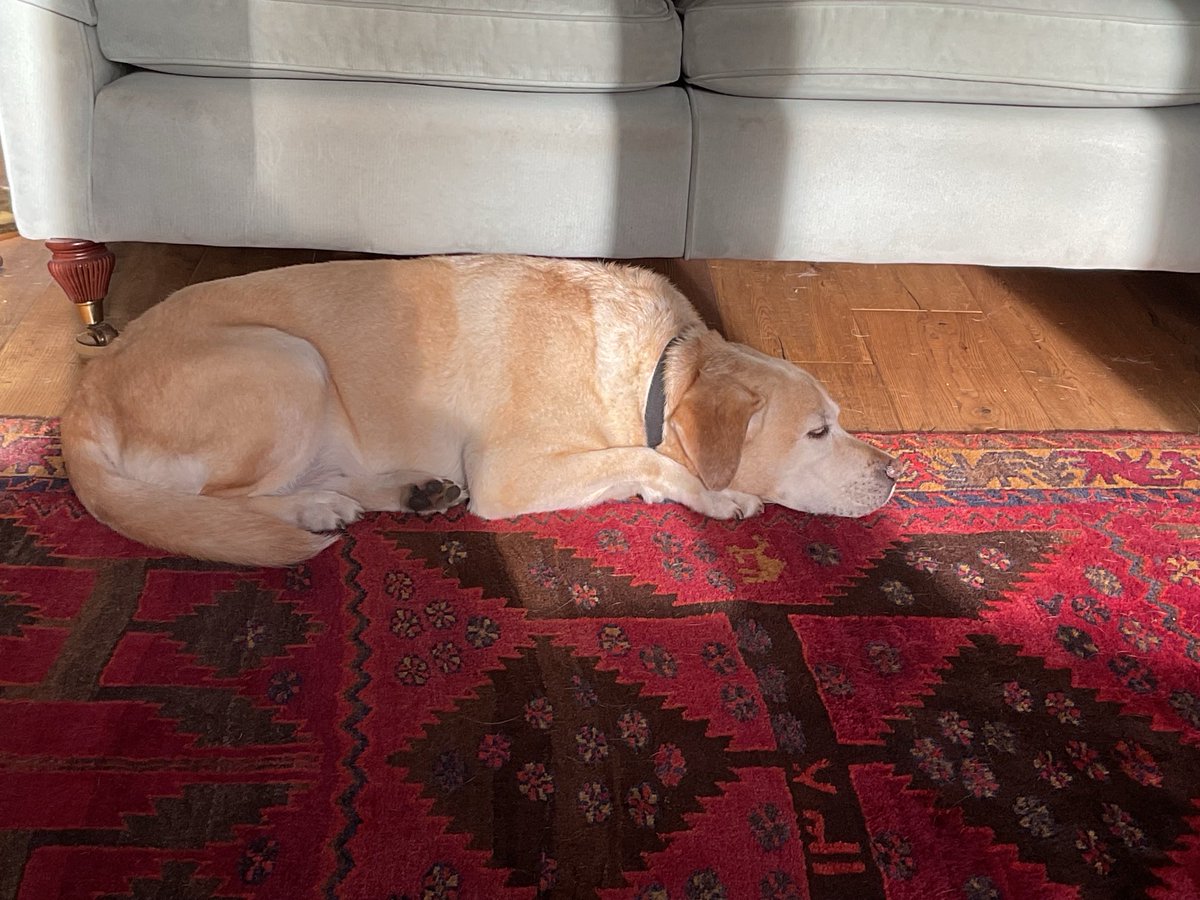 Maisie has found a patch of sunshine to lie in. I would like to live my life like that.