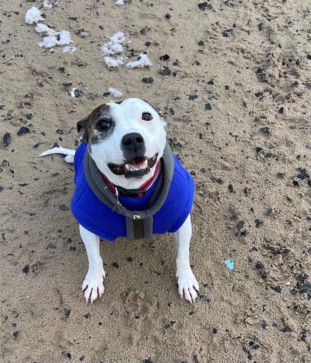 Please retweet to help Milly find a home #LANCASHIRE #UK 
Milly is a 10 year old Staffie. She is a return to us at Bleakholt because her owner passed away. Milly is looking for a home where she will be not left alone as she suffers from separation anxiety. She is a sweet girl who