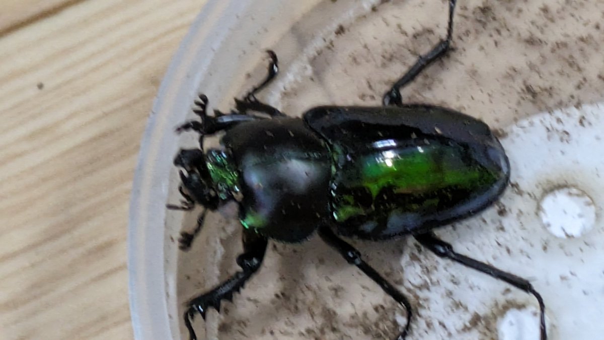 今年初ホリホリ
これの次！
本家とアウトかけるつもりが。。。♂(T_T)
インでアホほど産ませなければ祈り