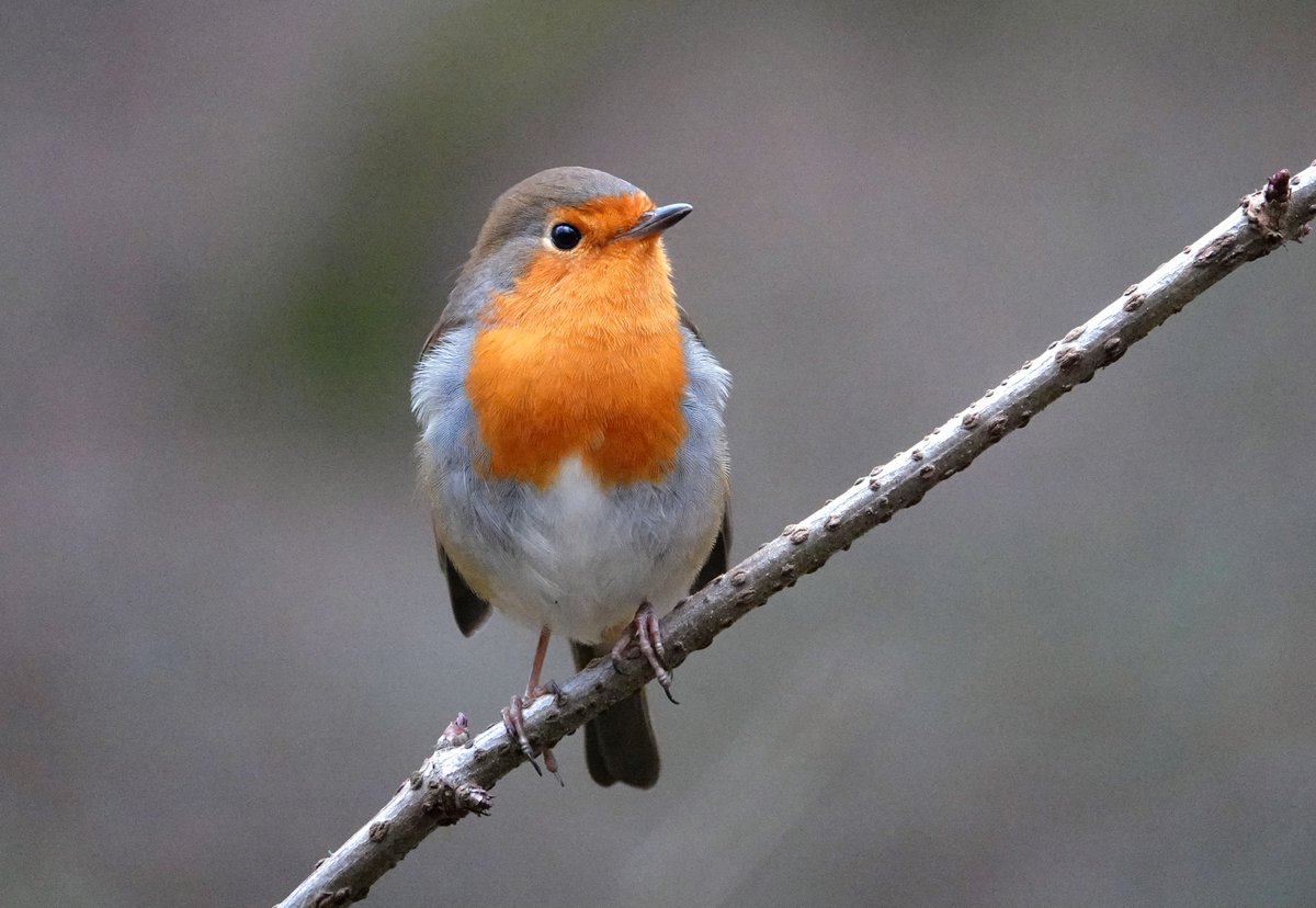 Just completed the RSPB's #BigGardenBirdWatch My top spot was the Blue Tit💙 Great to see a Goldcrest, a Nuthatch pair & a GS Woodpecker visiting the feeders too! Here's one of our lovely Robin's seen 🐦🧡 #nature #birds #SaveOurWildIsles
@Natures_Voice
bit.ly/3tgxjGS