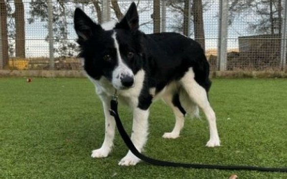Please retweet to help Fly find a home #EDINBURGH #SCOTLAND #UK 

Fly a very nervous female collie seeking her forever home.
Fly came into us extremely nervous and will require a quiet home with no children where she can continue to gain her confidence. Her new owners will need