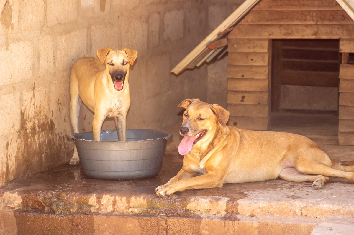All smiles at ZAWS 🐶
📸Muzwenje