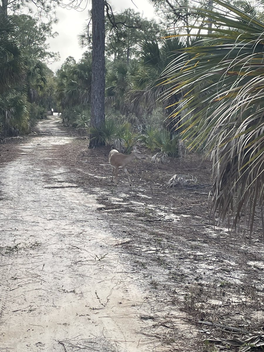 Happy Saturday!! I hope you all are having a great weekend so far. I got a nice little trail/road run in this morning. How about you? #running #ultratraining #runtilyouloveit