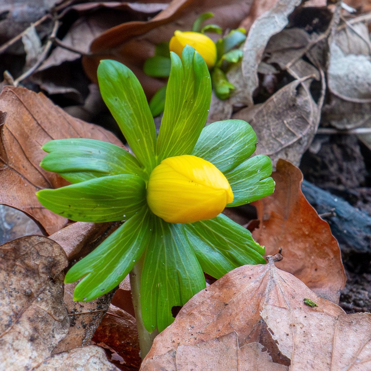 The snowdrops and aconites are just starting to emerge in the feeding station wood. It's always a few degrees cooler up in the Wolds so they are a tad later. @Naturalcalendar @BSBIbotany @LincsNaturalist @LincsWildlife @LoveLincsPlants