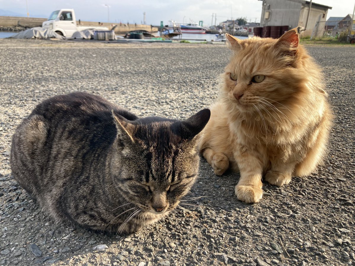 ICCHY8591's tweet photo. 福岡県は相島に行きました。猫島と呼ばれているところで人懐っこい猫ばかりで幸せでした。ご飯も美味しくて洋風食堂うみのパスタは最高。船の時間を気にして急いで作って下さいました。
是非みんなも相島へ。 https://t.co/GdrJnrINZM