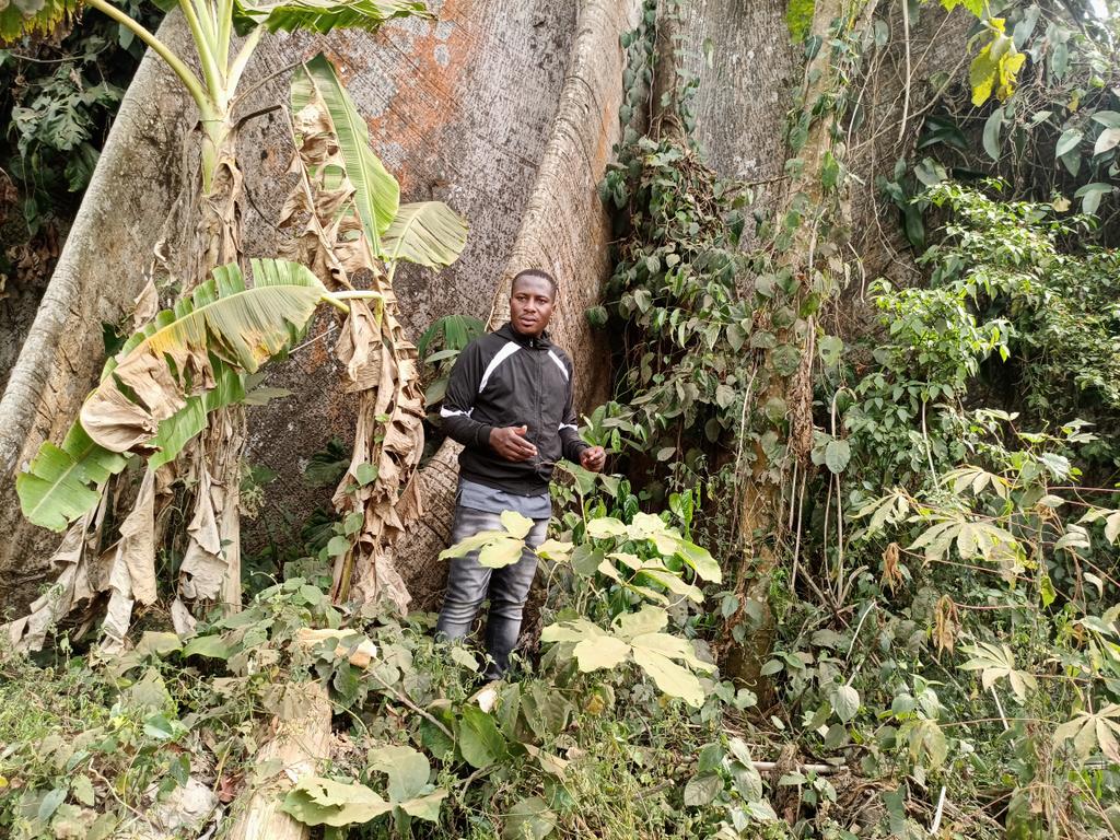 AbiluTangwa's tweet photo. The Congo Basin acts as a vital carbon sink, absorbing and storing large amounts of carbon dioxide from the atmosphere. Its preservation is crucial for mitigating climate change and maintaining ecological balance. The loss of this forest will disrupts rainfall patterns. https://t.co/RreNGneDZo