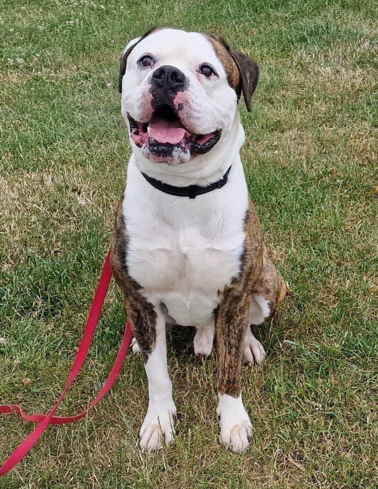 DorisBanhamDogs's tweet photo. By adopting, you are giving one of our very grateful rescue dogs a safe and loving home in which it can learn to be a happy and healthy dog again. 
To find out more please visit :
https://t.co/A7As9Ge3ob or call 07984 143 253 or 07498 066 279 https://t.co/18zKXHUXgk