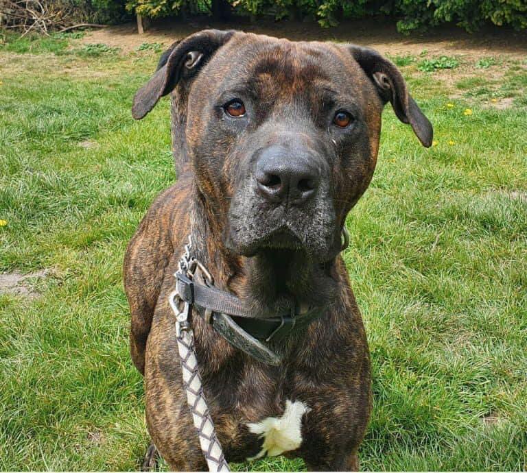 DorisBanhamDogs's tweet photo. By adopting, you are giving one of our very grateful rescue dogs a safe and loving home in which it can learn to be a happy and healthy dog again. 
To find out more please visit :
https://t.co/A7As9Ge3ob or call 07984 143 253 or 07498 066 279 https://t.co/18zKXHUXgk