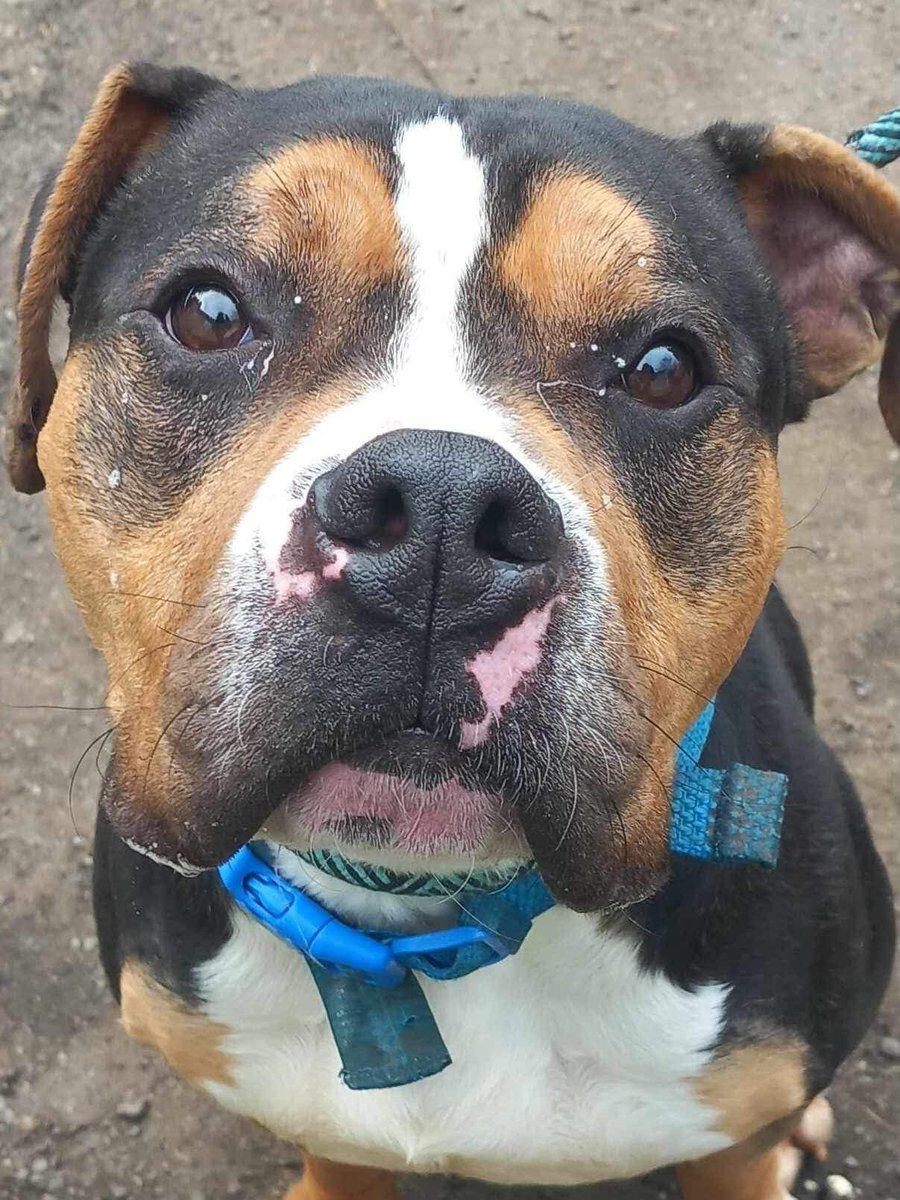 DorisBanhamDogs's tweet photo. WE HAVE SO MANY LOVELY RESCUE DOGS SEEKING THEIR ‘HAPPY EVER AFTER’…. 

Are you (or someone you know) able to give one of our dogs a second chance at life? 🙏

In their past life, some of our dogs have been abused, abandoned, or had to fend for themselves on the streets. https://t.co/TZchiAViaK