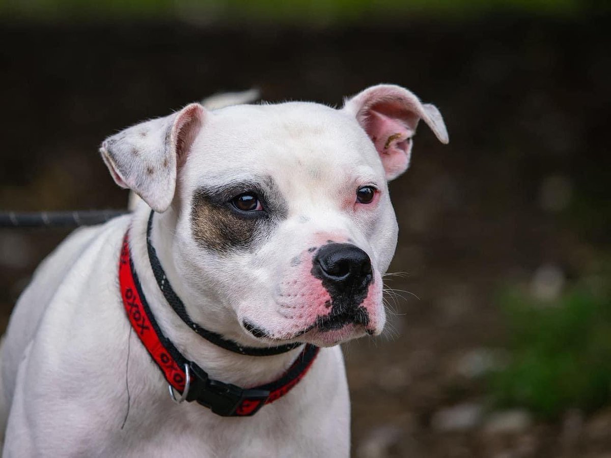 DorisBanhamDogs's tweet photo. WE HAVE SO MANY LOVELY RESCUE DOGS SEEKING THEIR ‘HAPPY EVER AFTER’…. 

To find out more please visit :
https://t.co/A7As9Ge3ob or call 07984 143 253 or 07498 066 279

Some of our 150 hopeful dogs are featured here… we hope you enjoy meeting them ♥️

—————-🙏 THANK YOU 🙏—————- https://t.co/osBYRe00p5