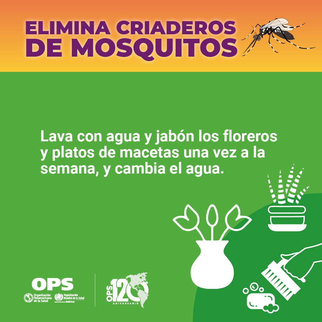 Un pequeño contenedor de agua acumulada por varios días puede convertirse en criadero de mosquitos. 
Se pueden tomar medidas sencillas en casa para eliminarlos y evitar picaduras de 🦟. 
👉paho.org/es/temas/dengue