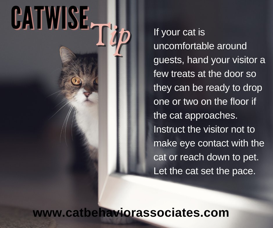 ThinkLikeaCat's tweet photo. Is your cat nervous around guests but still a little curious? Try this tip. Remember though, always let your cat set the pace and make sure kitty has the option to hide or retreat to another room.
#thinlikeacat #catwise #cats #cattip #catlife #catbehavior https://t.co/GiTdlp6cHg