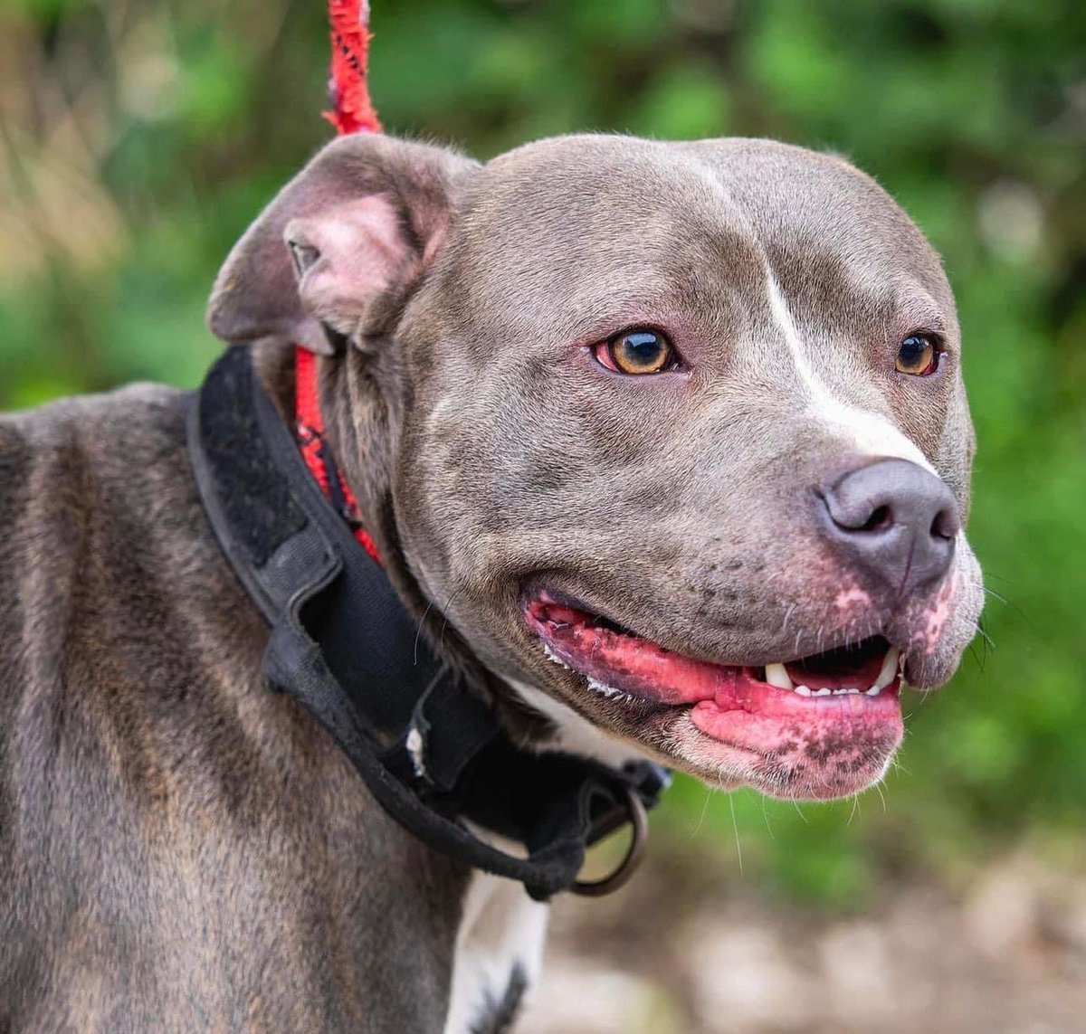 DorisBanhamDogs's tweet photo. By adopting, you are giving one of our very grateful rescue dogs a safe and loving home in which it can learn to be a happy and healthy dog again. 

To find out more please visit :
https://t.co/A7As9Ge3ob or call 07984 143 253 or 07498 066 279 https://t.co/rSaR06iDwo