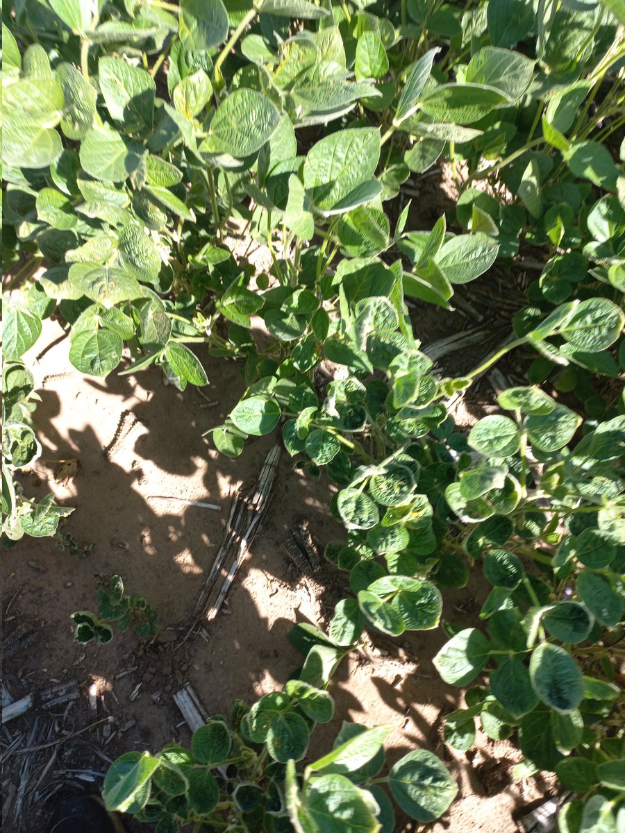 Carry de Picloram 240 cc/ha de maíz tardío a soja. Alta dosis, año seco y textura liviana (Alejo Ledesma) no son buena combinación. Es el costo de no saber la historia del lote en campo alquilado. Las primeras hojas normales, después apareció la fito. En partes ya se está yendo.