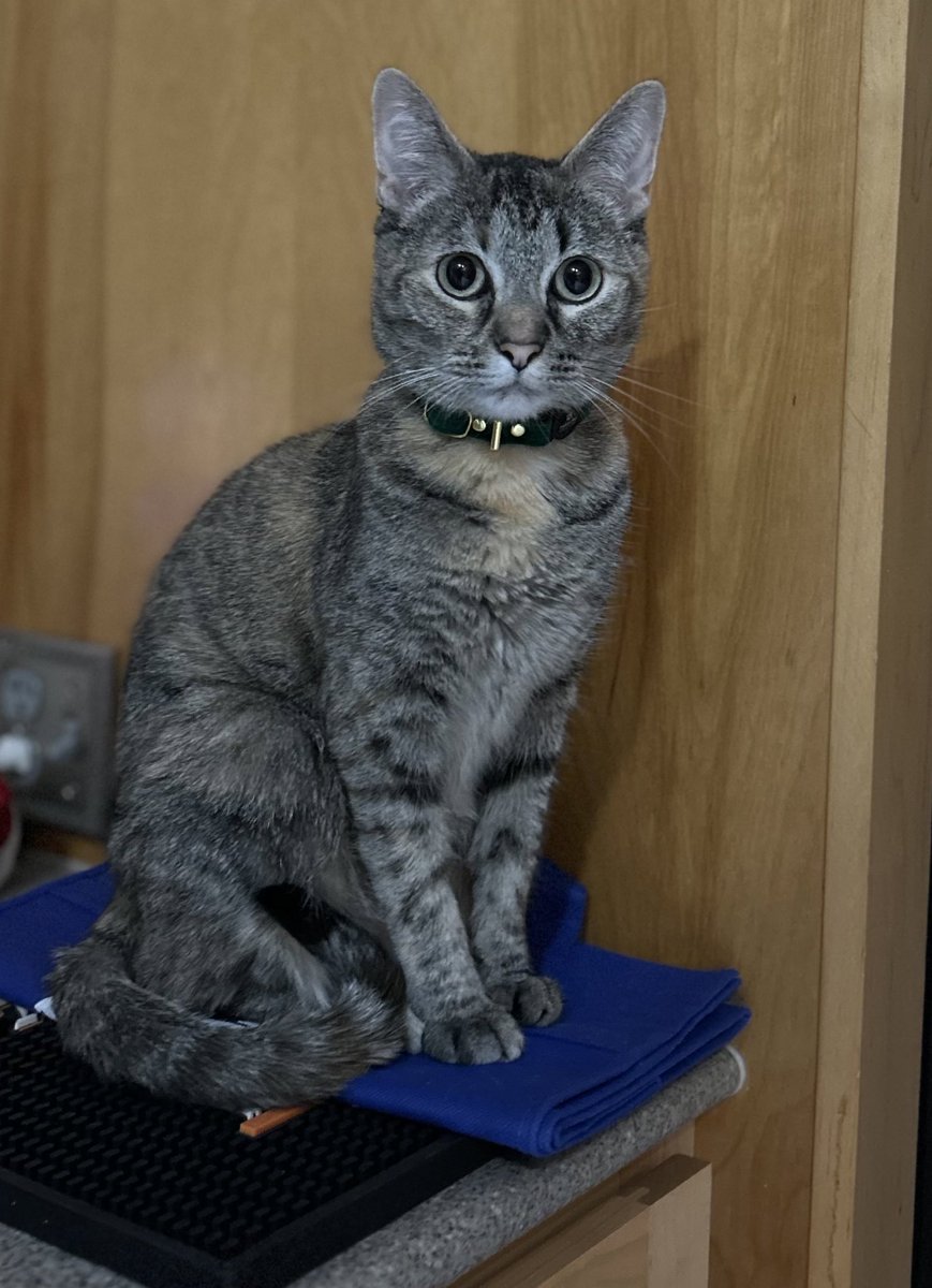 LucySkinnyjeans's tweet photo. It’s #Caturday and I’m supervising while Lester helps mom take all the Christmas decorations down &amp; store them away for another year. I hope you have a lovely day! #kittens #CatsOfX #CatsOfTwitter #TabbyTroop #NotMuchHelp https://t.co/RtyQ2fcyMT