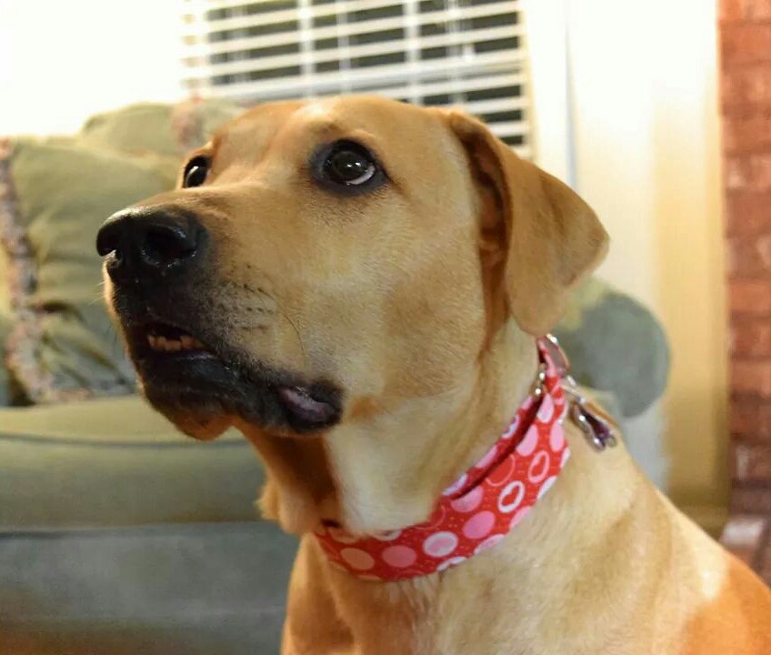 WeSew4You's tweet photo. Cookie is ready for Valentine's Day with her heart Classy Collar!  See this and more at the website, or send us a message!  Thanks!
#dogstagram #puppy #doglover #instadog #puppylove #puppiesofinstagram https://t.co/un4CGKr2Dd